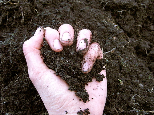 Cosmic gardening tips from the book Anastasia