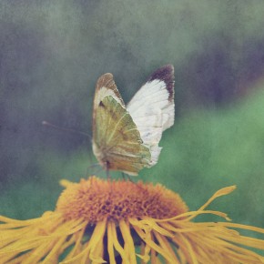 Astrology for August 2015 by Sarah Varcas: Small Acts of Great Power~