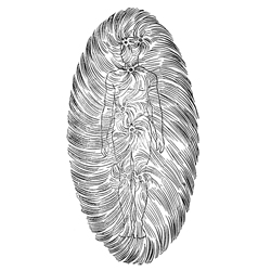 Kaypacha Report: I expand my magnetic field~